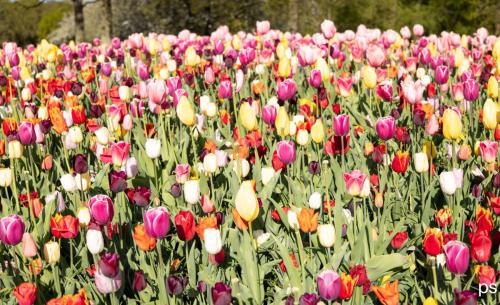 Keukenhof,Netherlands
